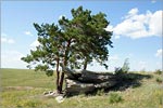 'Fallen Tree' cliff in Karagaskiy forest. Nature reserve 'Karagay-Guberlin Gap'.     [121 Kb]